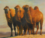 Camels - GJ0467