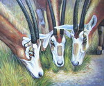 Three Antelopes[HS0629]