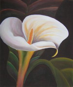 Calla Lily[HS0664]