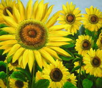 Sunflowers[HS1015]