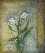 Two white tulips[HS2566]