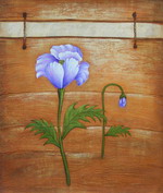 Johnny-jump-up[HS3144]