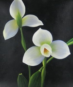 White Flower[HS4010]